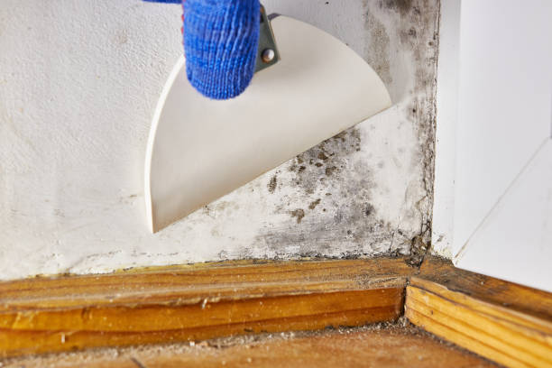Parsippany, NJ Mold Removal Company